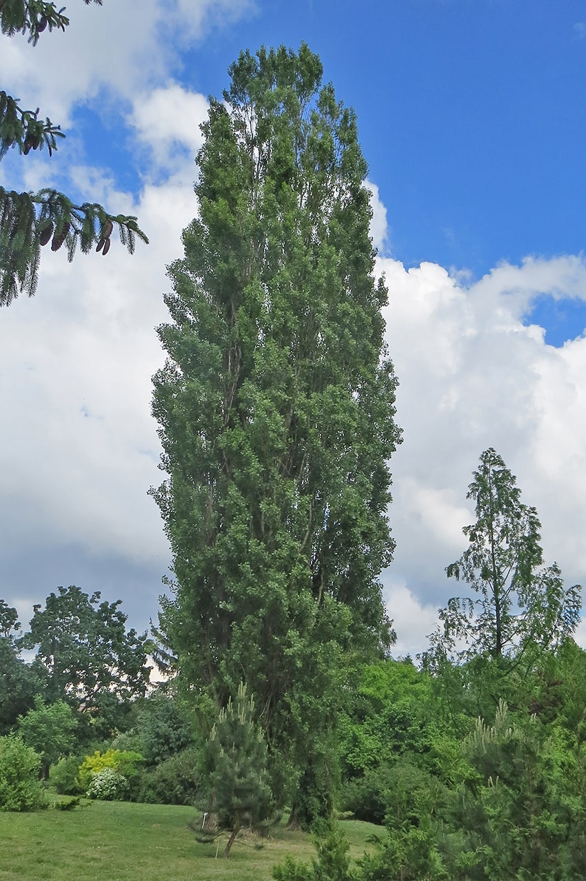 Image of Populus italica specimen.