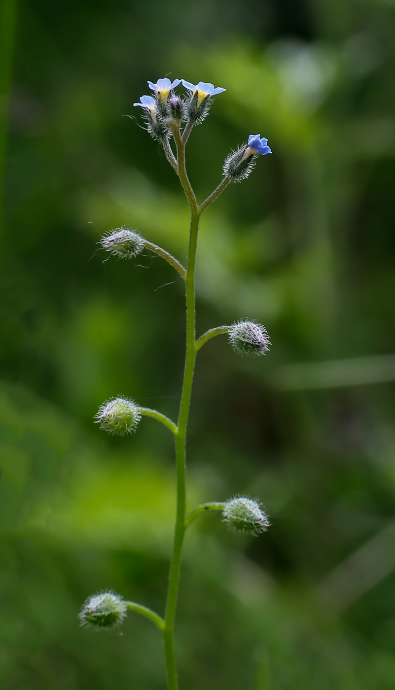 Image of Myosotis arvensis specimen.