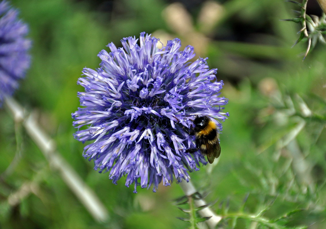 Image of Echinops ruthenicus specimen.