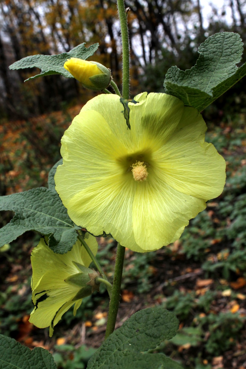 Изображение особи Alcea rugosa.