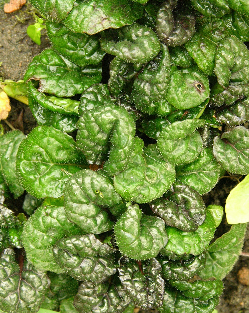 Image of Ajuga reptans specimen.