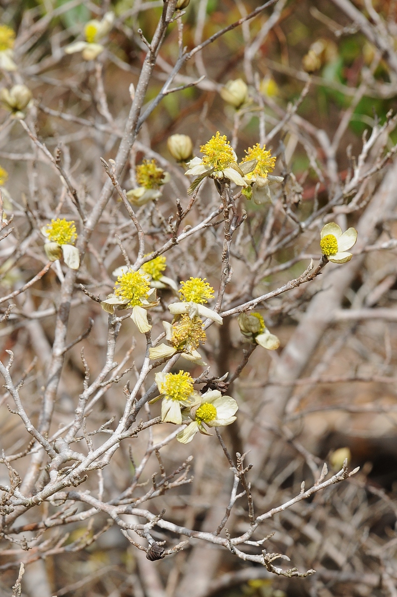 Image of Parrotiopsis jacquemontiana specimen.