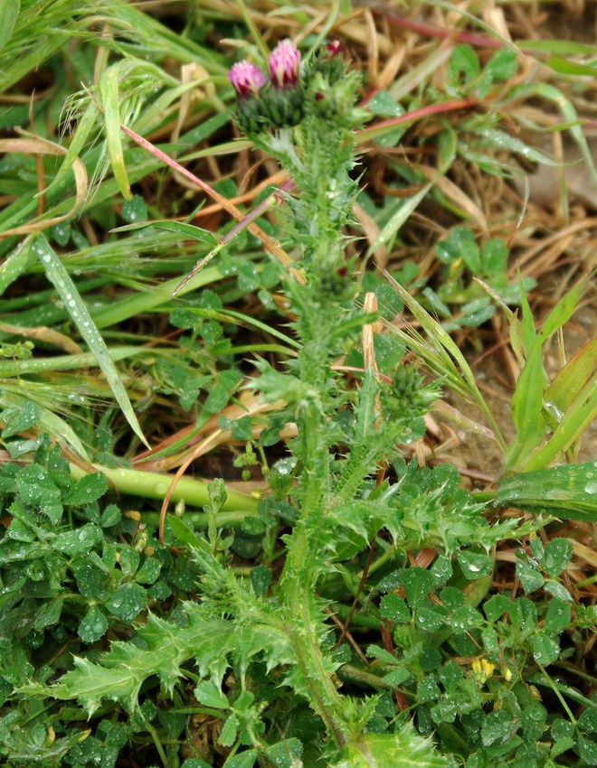 Image of Carduus beckerianus specimen.