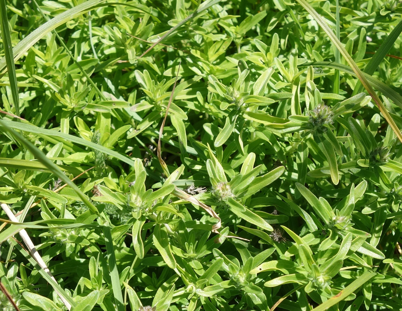 Изображение особи Thymus marschallianus.