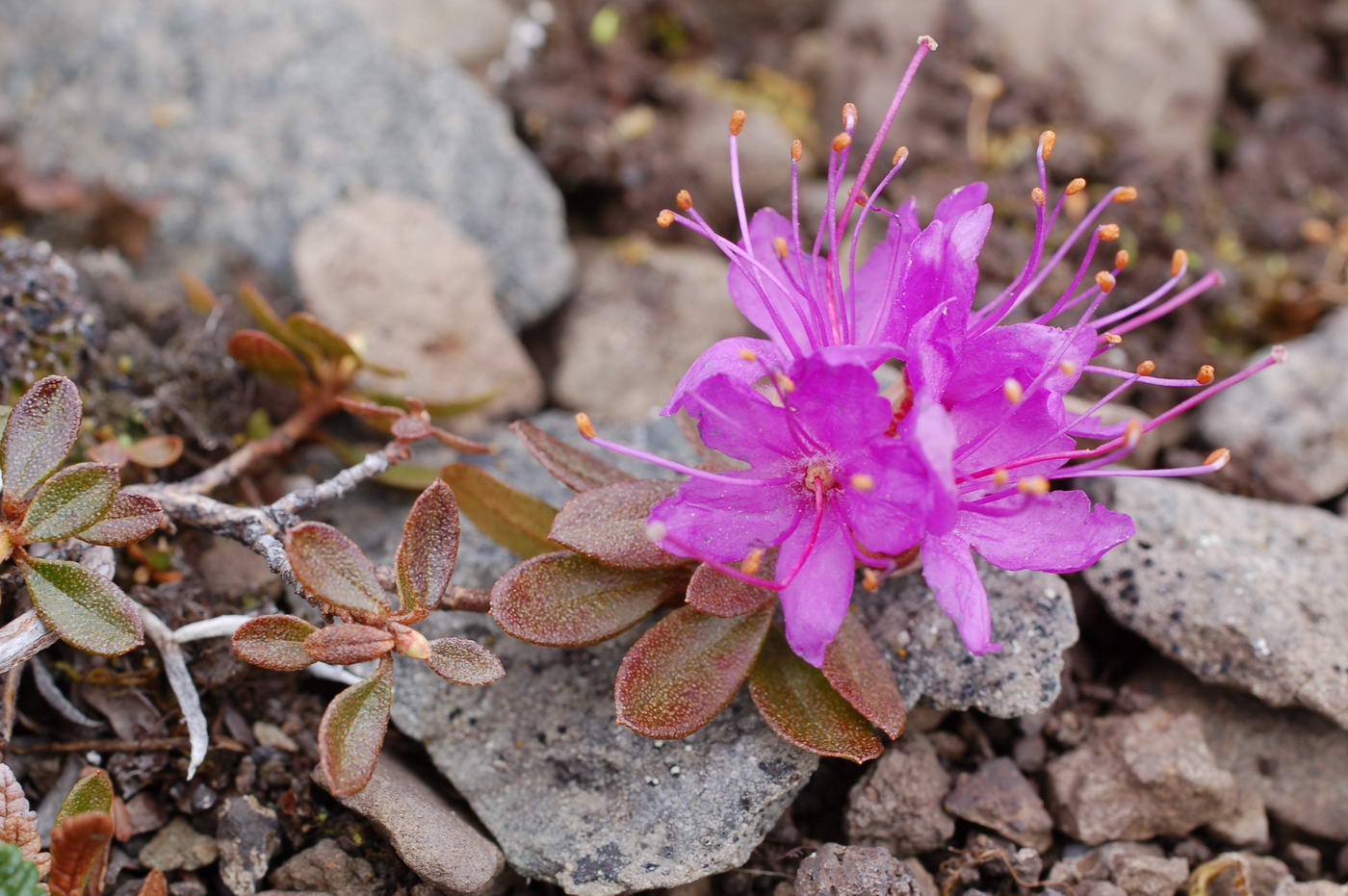 Изображение особи Rhododendron lapponicum.