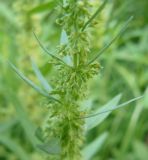 Rumex maritimus