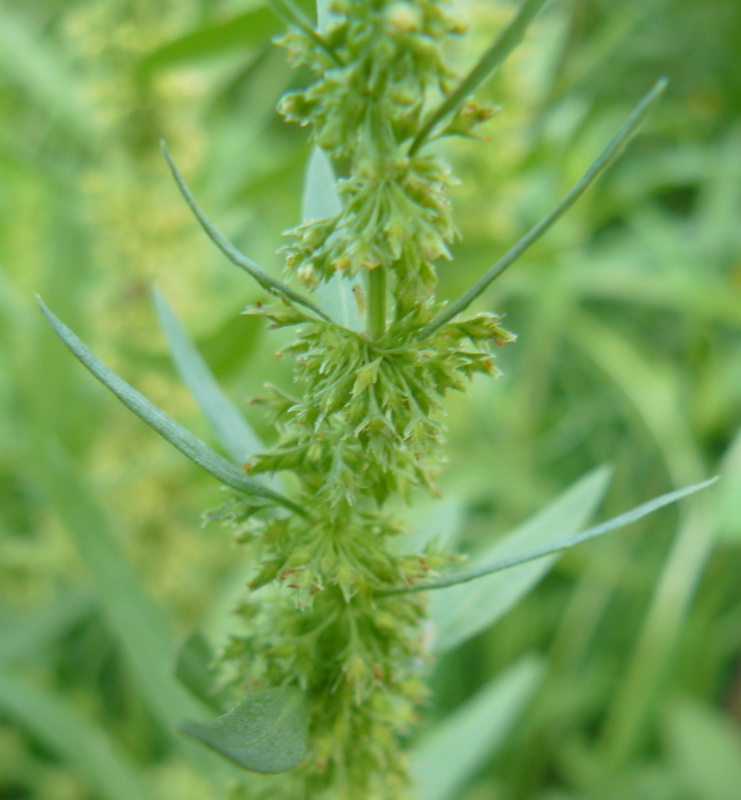 Image of Rumex maritimus specimen.