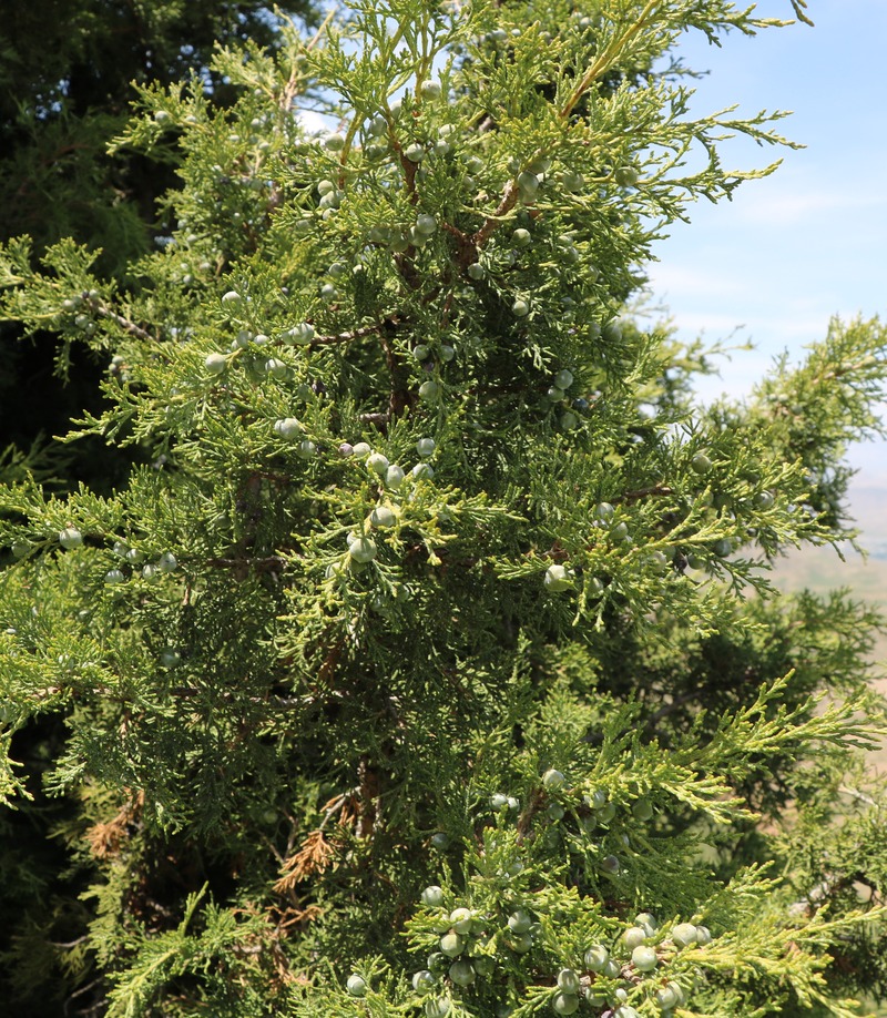 Изображение особи Juniperus polycarpos.