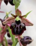 Ophrys &times; aghemanii