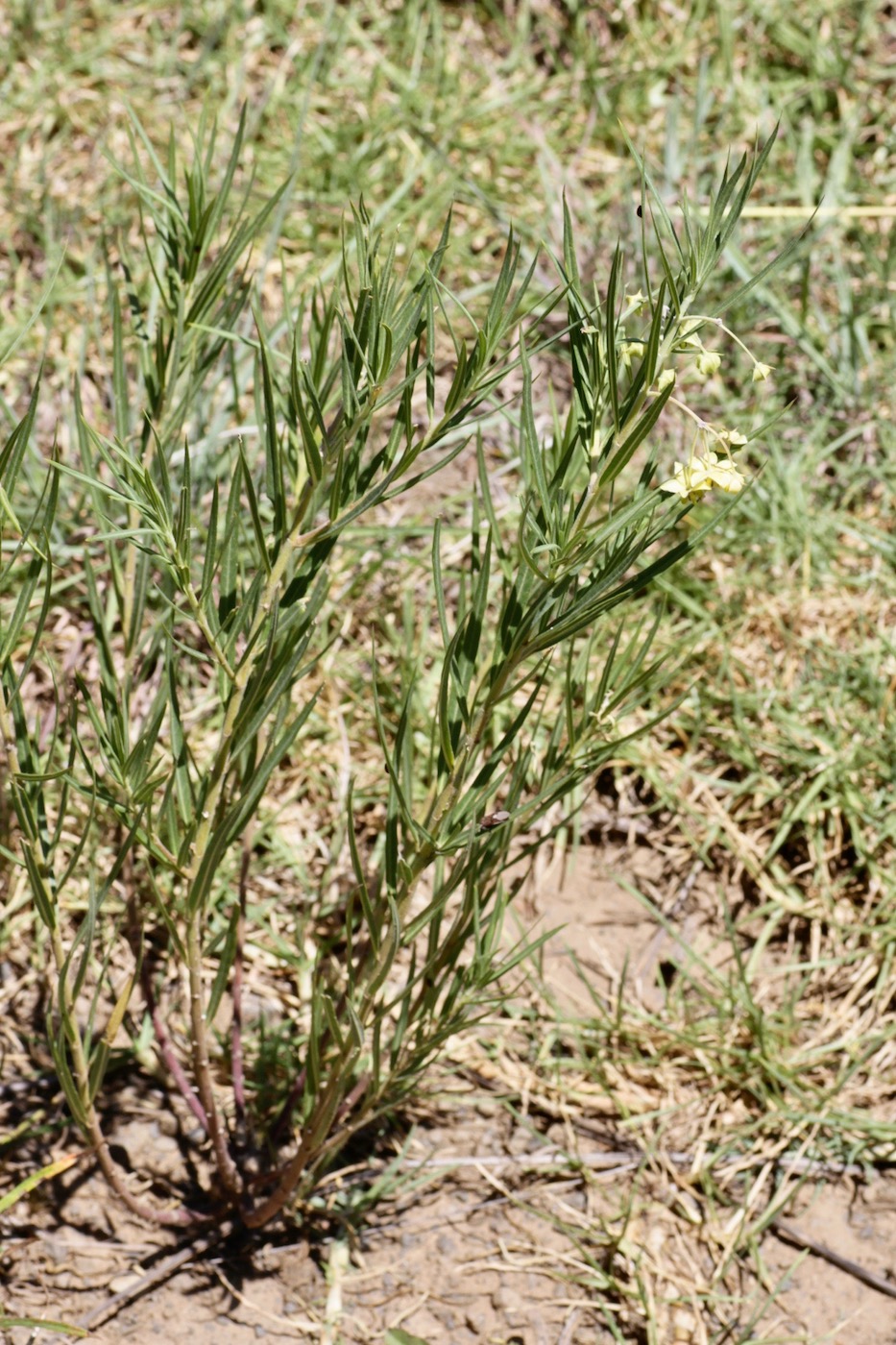 Image of Gomphocarpus physocarpus specimen.