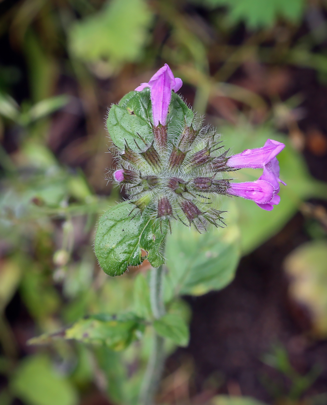 Image of Clinopodium vulgare specimen.