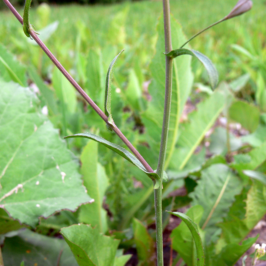 Image of Capsella bursa-pastoris specimen.