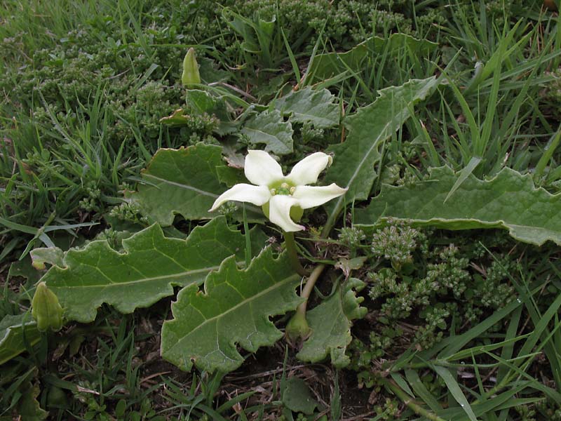 Image of Jaborosa runcinata specimen.