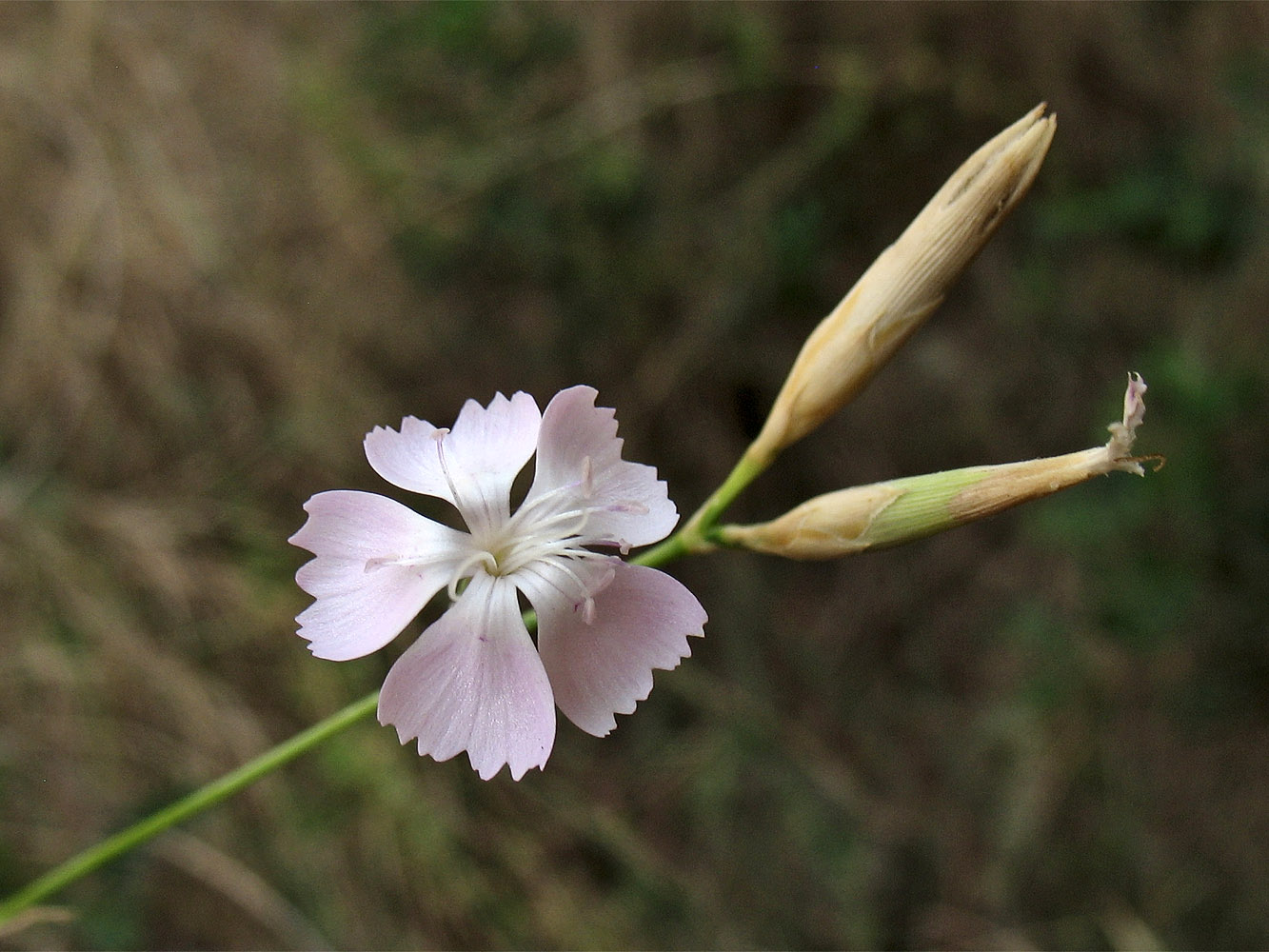 Изображение особи Dianthus ciliatus ssp. dalmaticus.