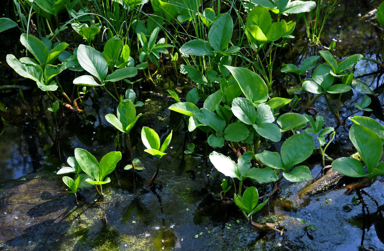 Изображение особи Menyanthes trifoliata.