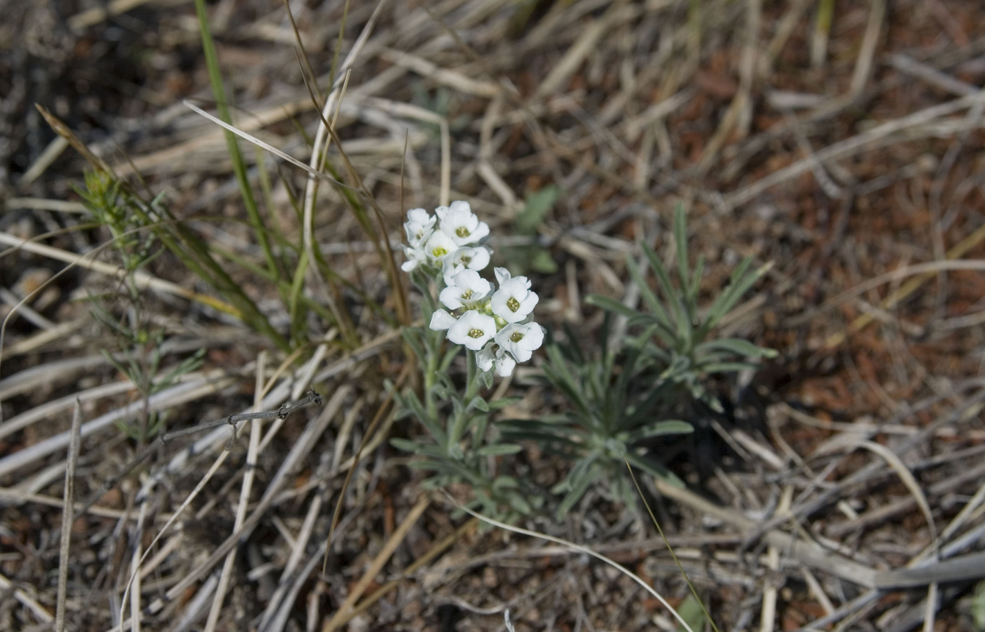 Изображение особи Ptilotrichum tenuifolium.