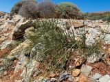 Ephedra foeminea. Плодоносящее растение. Греция, Эгейское море, о. Сирос, юго-восточное побережье, пустынный высокий берег, на каменистом склоне. 20.04.2021.