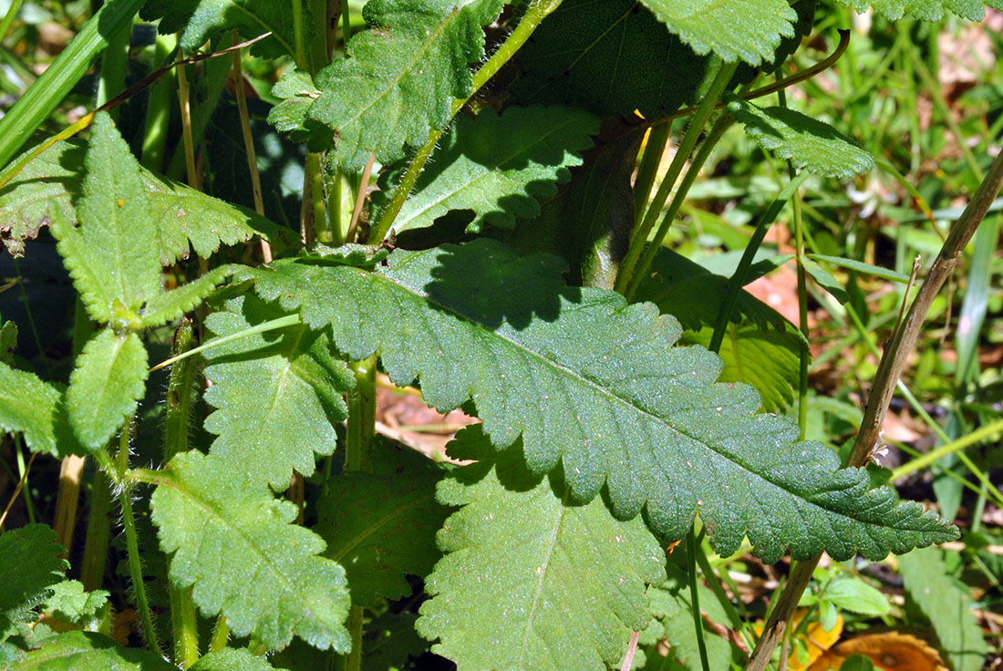 Image of Pedicularis resupinata specimen.