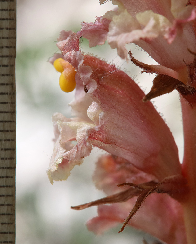 Image of Orobanche kurdica specimen.