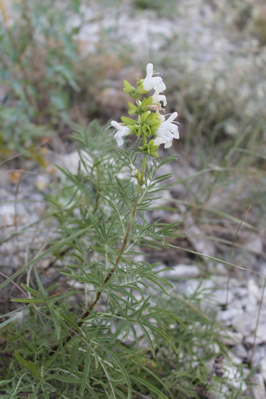 Изображение особи Salvia scabiosifolia.