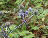 Eryngium caeruleum. Верхушка побега с соцветиями. Абхазия, пос. Цандрыпш, сорнотравяной луг. 11.08.2021.