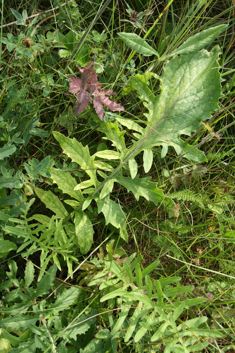 Image of Centaurea scabiosa specimen.