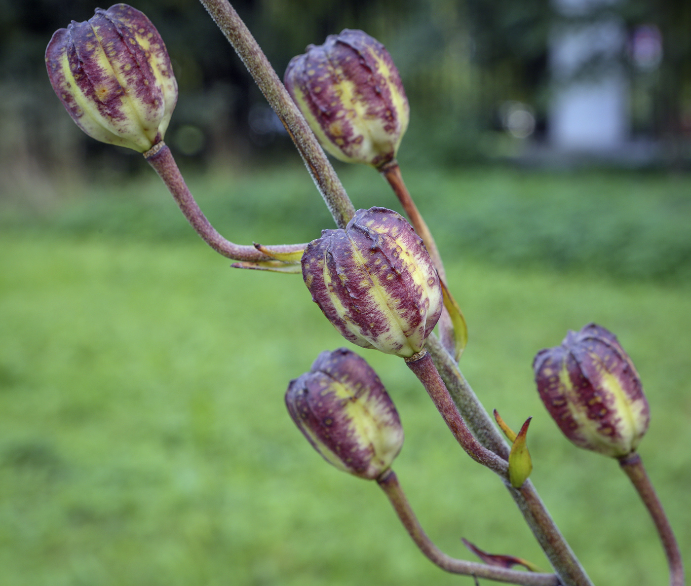 Изображение особи род Lilium.