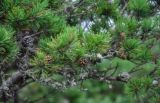Pinus densiflora. Верхушка ветви с шишками. Приморье, Хасанский р-н, п-ов Гамова, бухта Тёплая, о-в Орлинка, обрывистый склон. 02.08.2021.