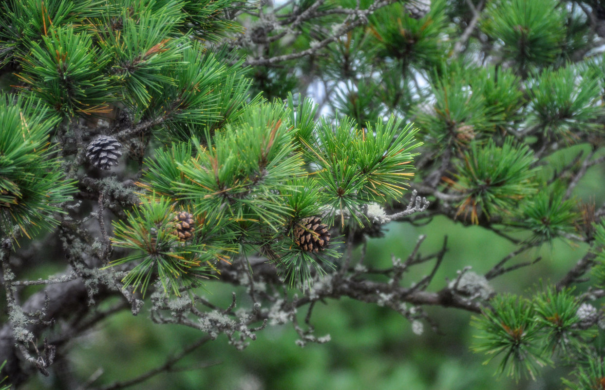 Изображение особи Pinus densiflora.