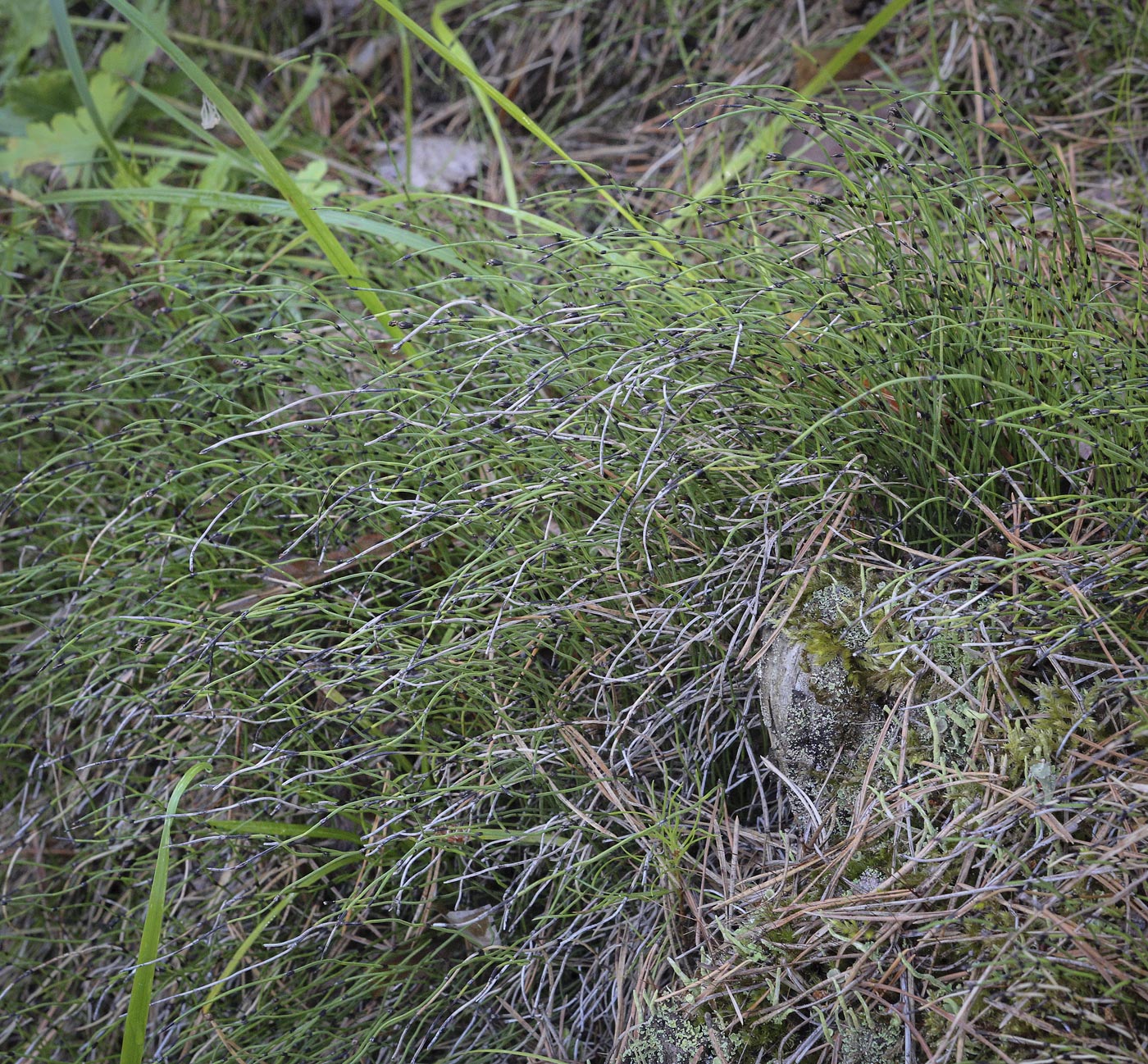 Изображение особи Equisetum scirpoides.