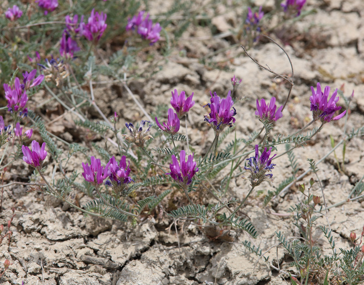 Изображение особи Astragalus bungeanus.