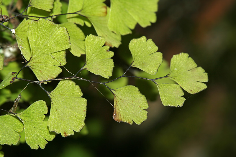 Изображение особи Adiantum capillus-veneris.