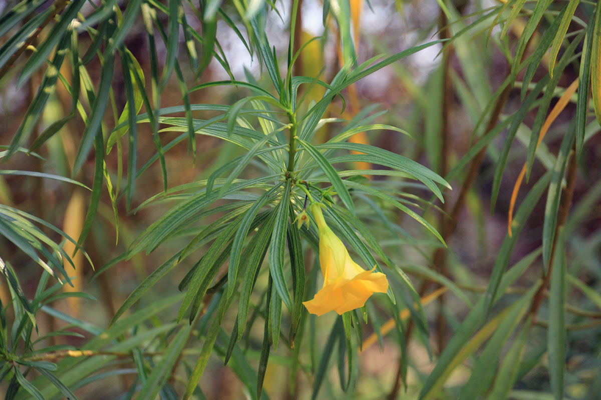 Изображение особи Thevetia peruviana.