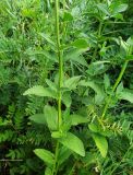 Nepeta nuda