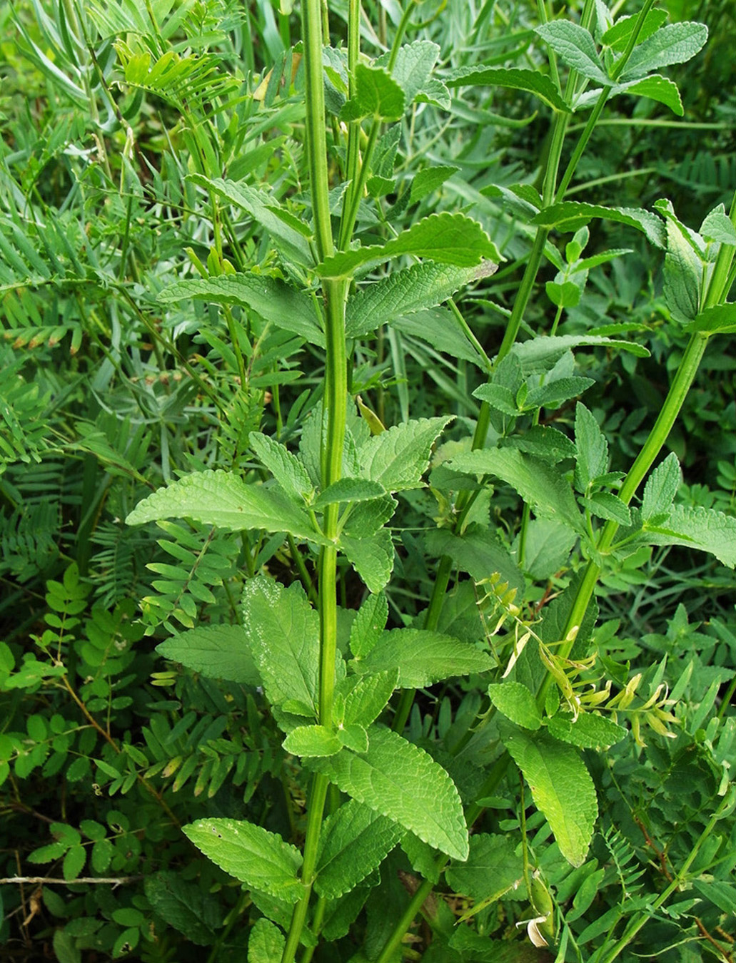 Image of Nepeta nuda specimen.