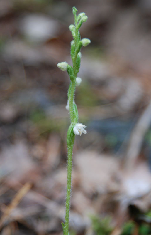 Image of Goodyera repens specimen.