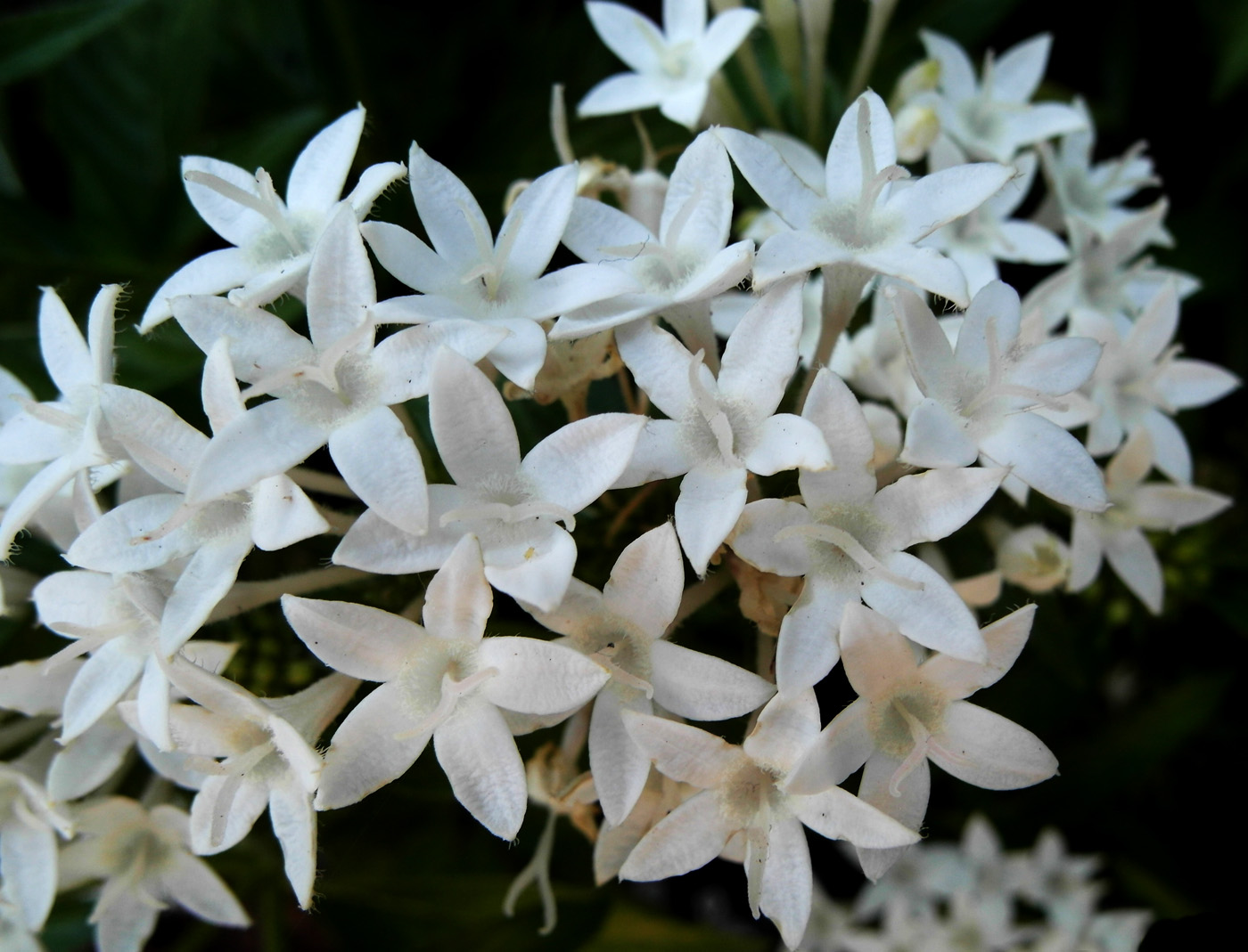 Image of Pentas lanceolata specimen.