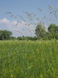 Festuca arundinacea. Группа цветущих растений. Ульяновская обл., Новомалыклинский р-н, окр. пос. Стар. Бесовка, долина р. Бол. Черемшан, сыроватый, местами заболоченный и зарастающий ивняком луг со следами сенокошения. 11.07.2022.