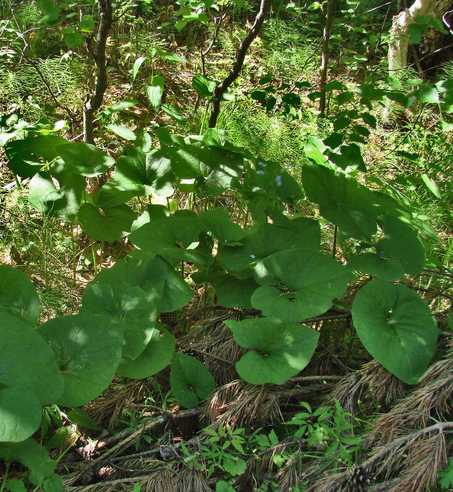 Изображение особи Brunnera sibirica.