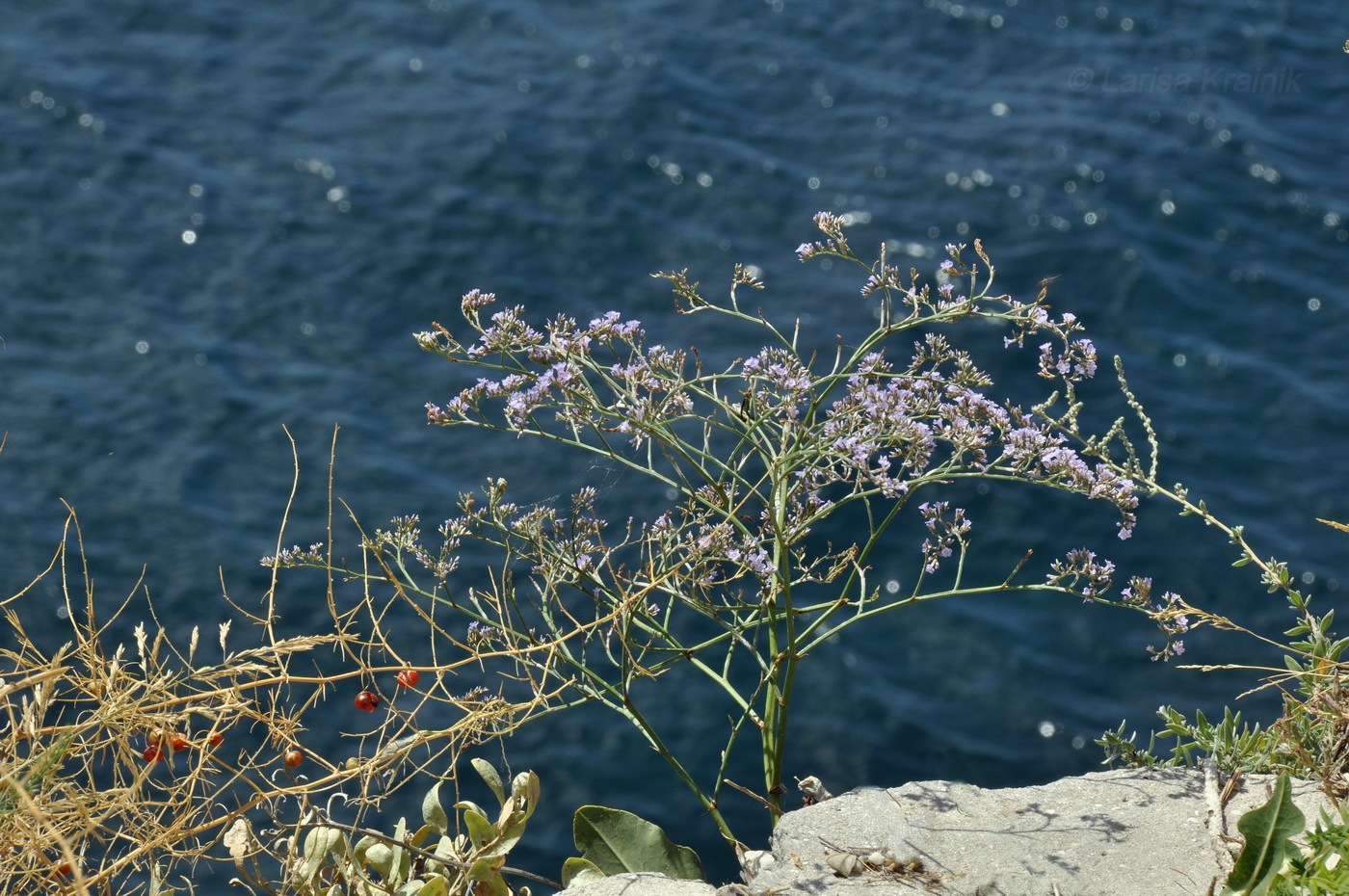 Изображение особи Limonium scoparium.