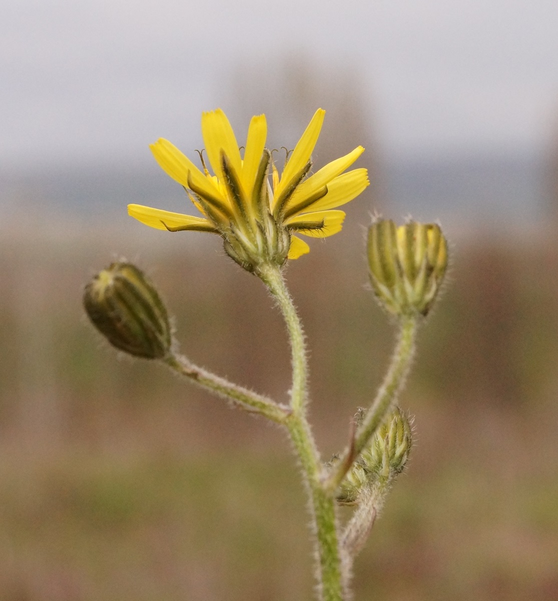 Image of Lagoseris sancta specimen.