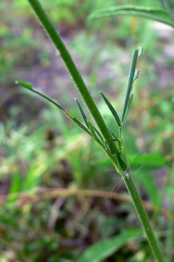 Image of Knautia arvensis specimen.