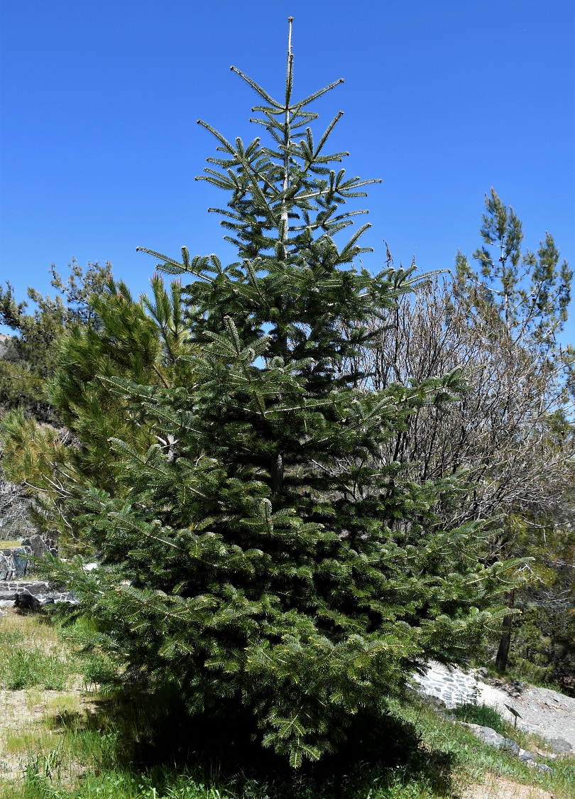 Image of Abies cilicica specimen.