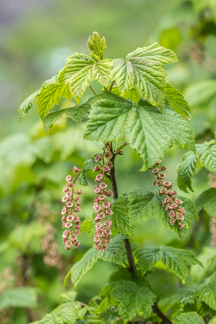 Image of Ribes biebersteinii specimen.