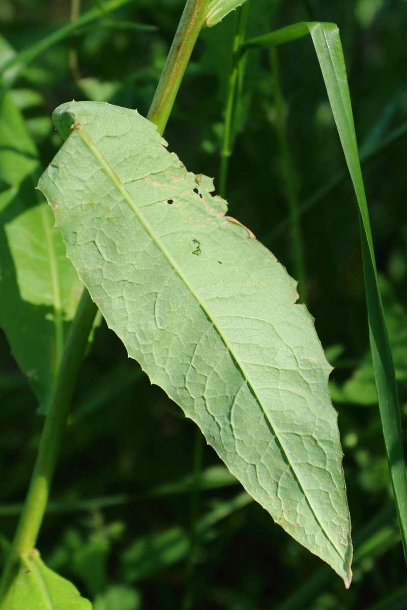 Image of Lactuca sibirica specimen.