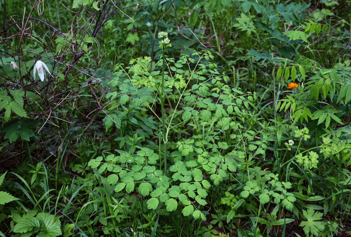 Image of Thalictrum minus specimen.