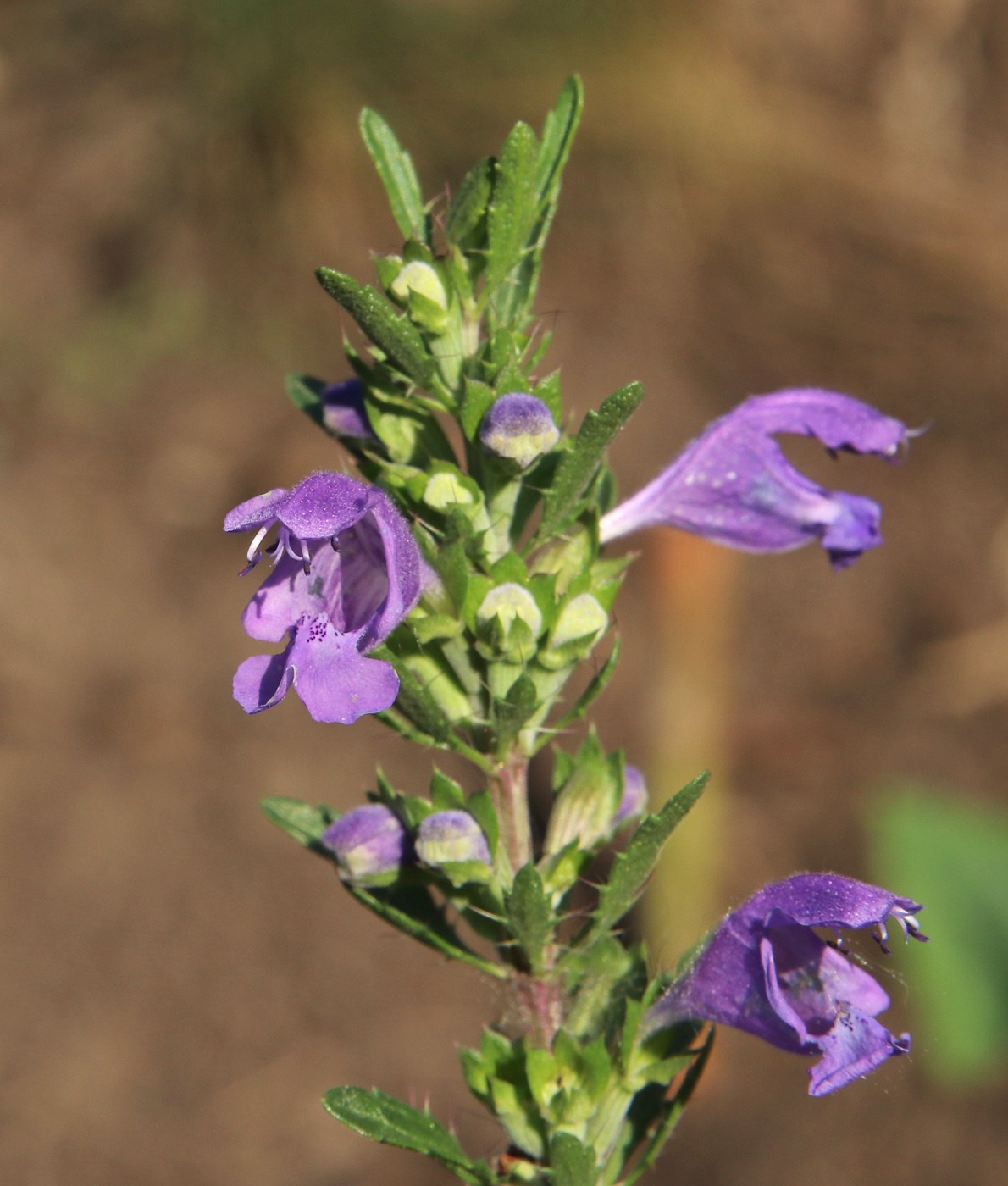 Изображение особи Dracocephalum moldavica.