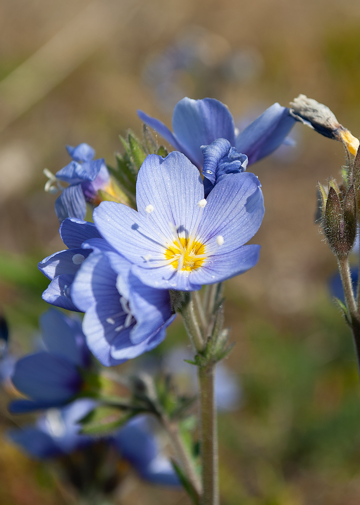 Image of Polemonium boreale specimen.