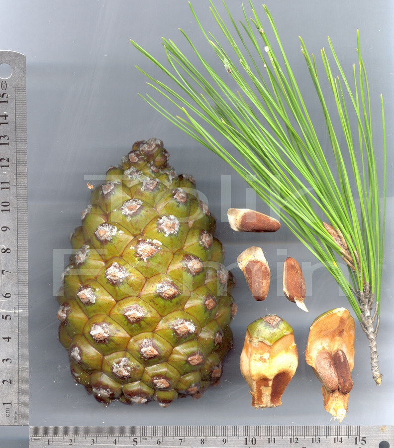 Внутренние шишки. Pinus pinea шишка. Pinus pinea орехи. Сосна итальянская Pinus pinea шишка. Семена шишки кедровой сосны обыкновенной.