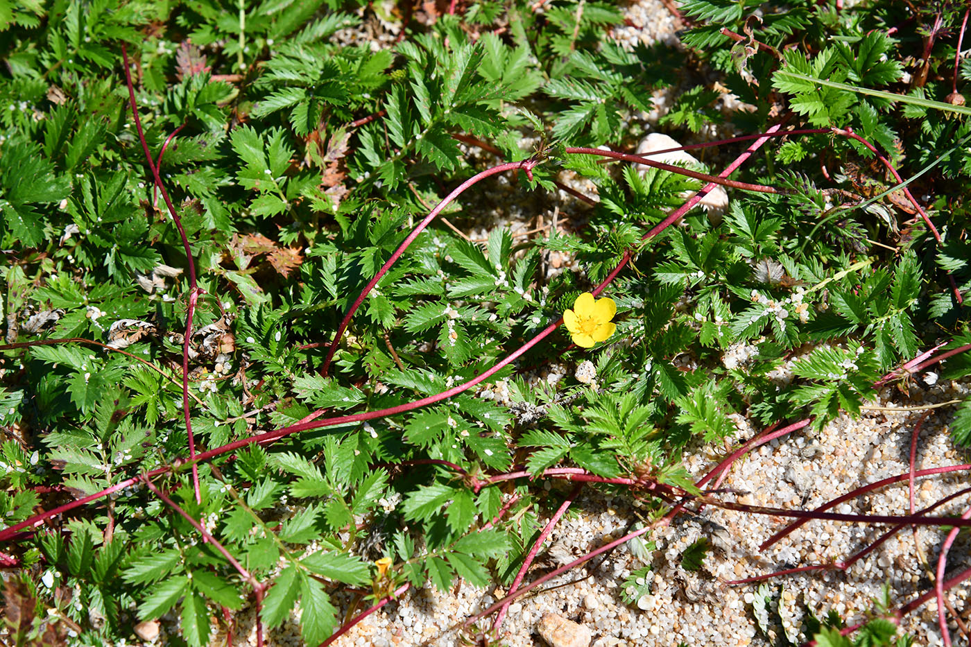 Image of Potentilla anserina specimen.